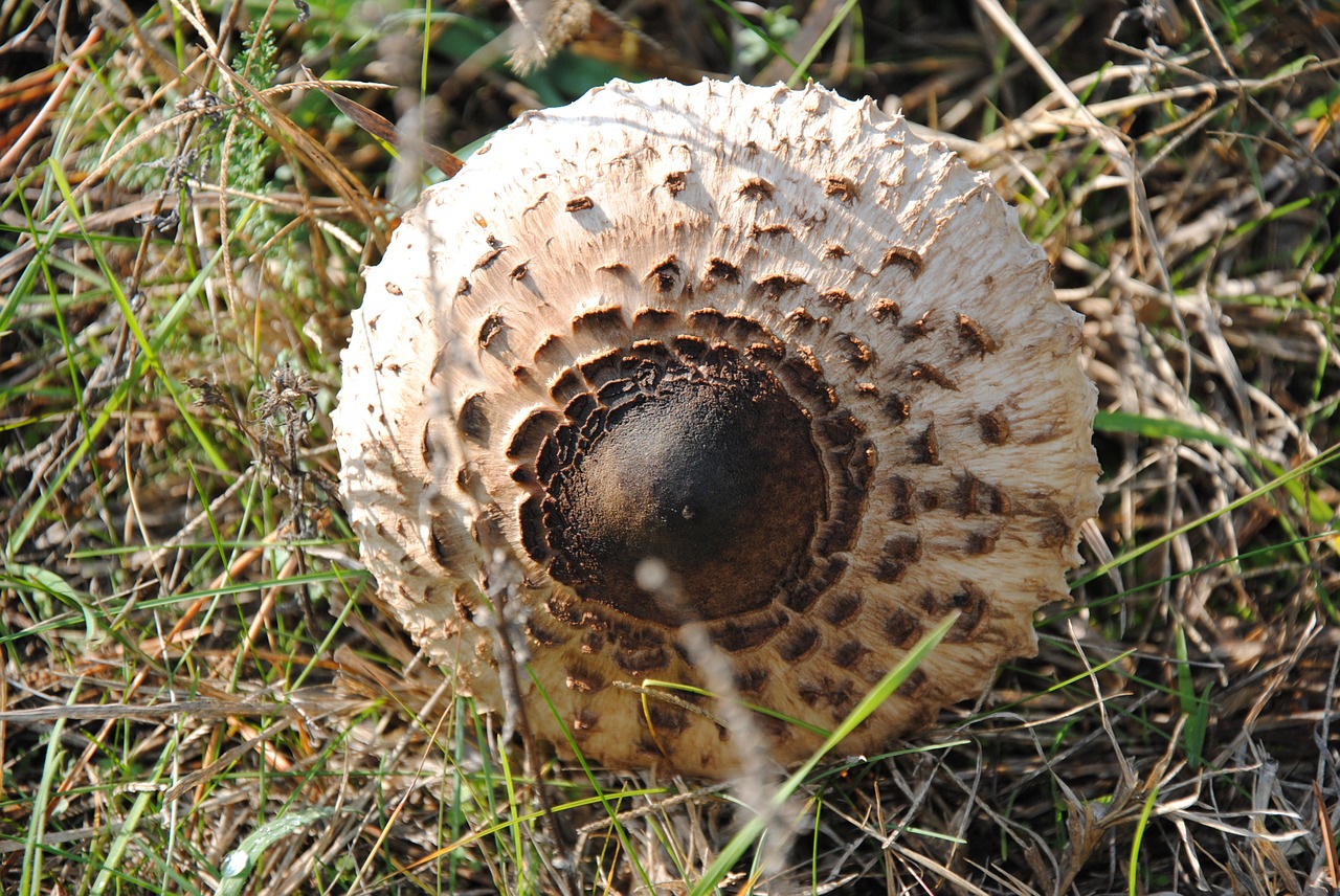 mushroom autumn forest free photo