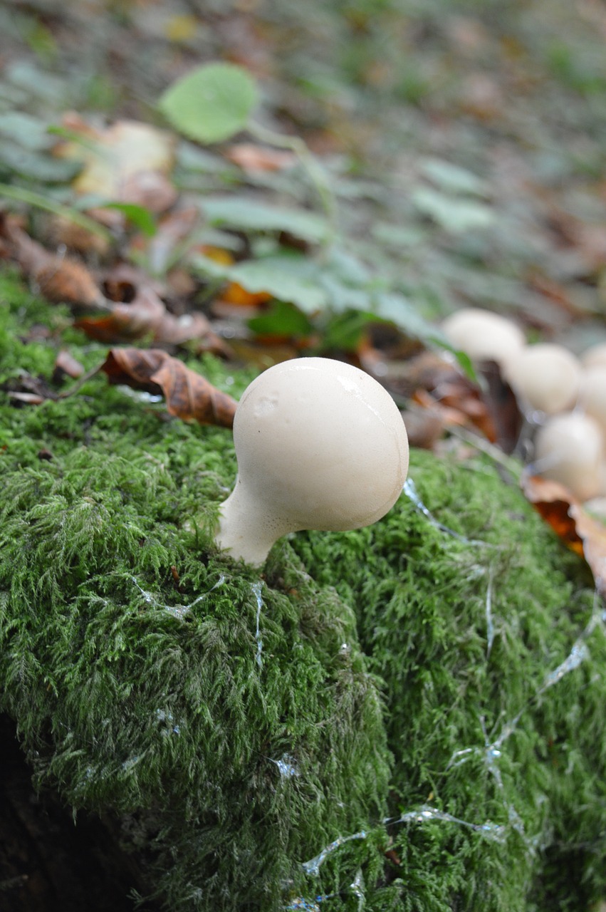 mushroom fungi nature free photo