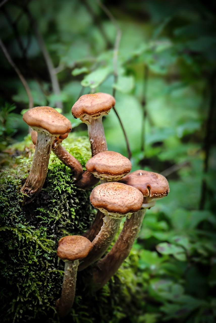 mushroom forest moss free photo