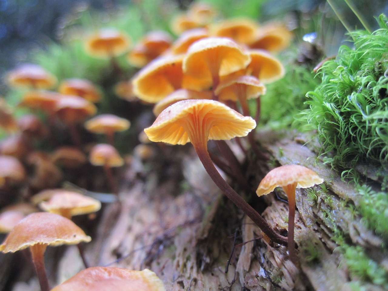 mushroom hiking nature free photo