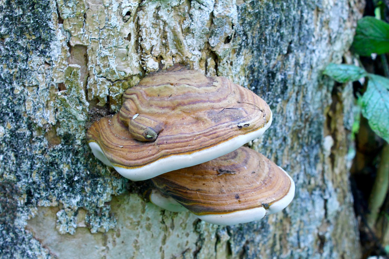 mushroom trunk tree free photo