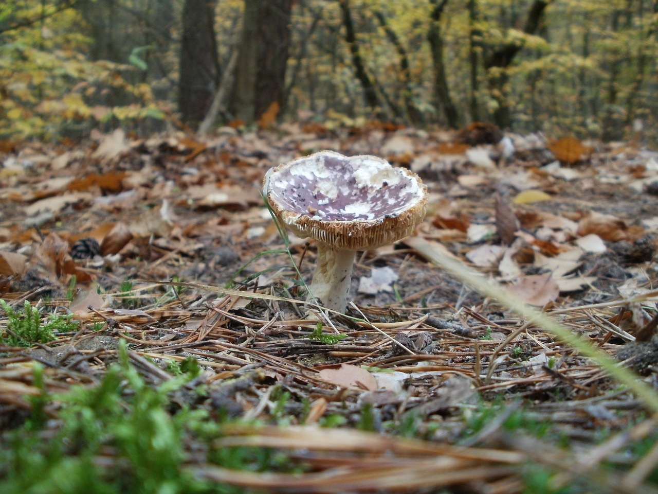 mushroom growing forest free photo