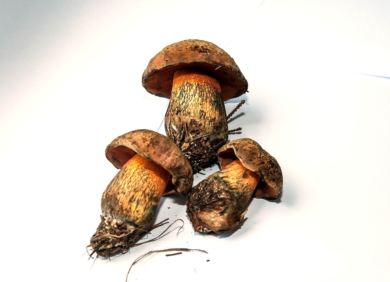 mushroom rac witches placidus free photo