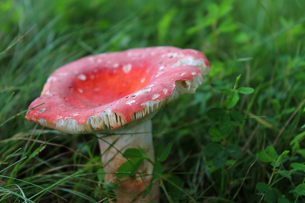 mushroom fungus toadstool free photo