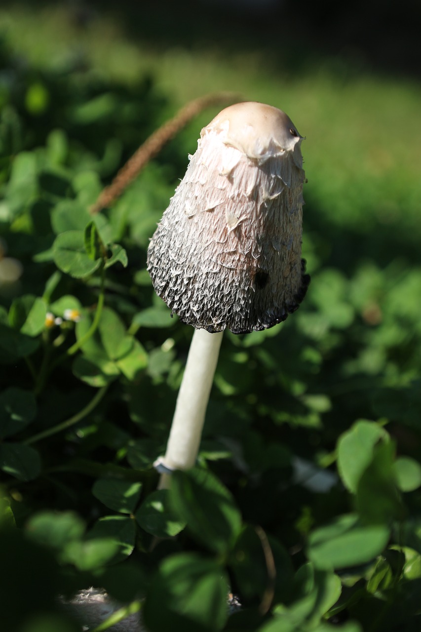 mushroom poison green free photo