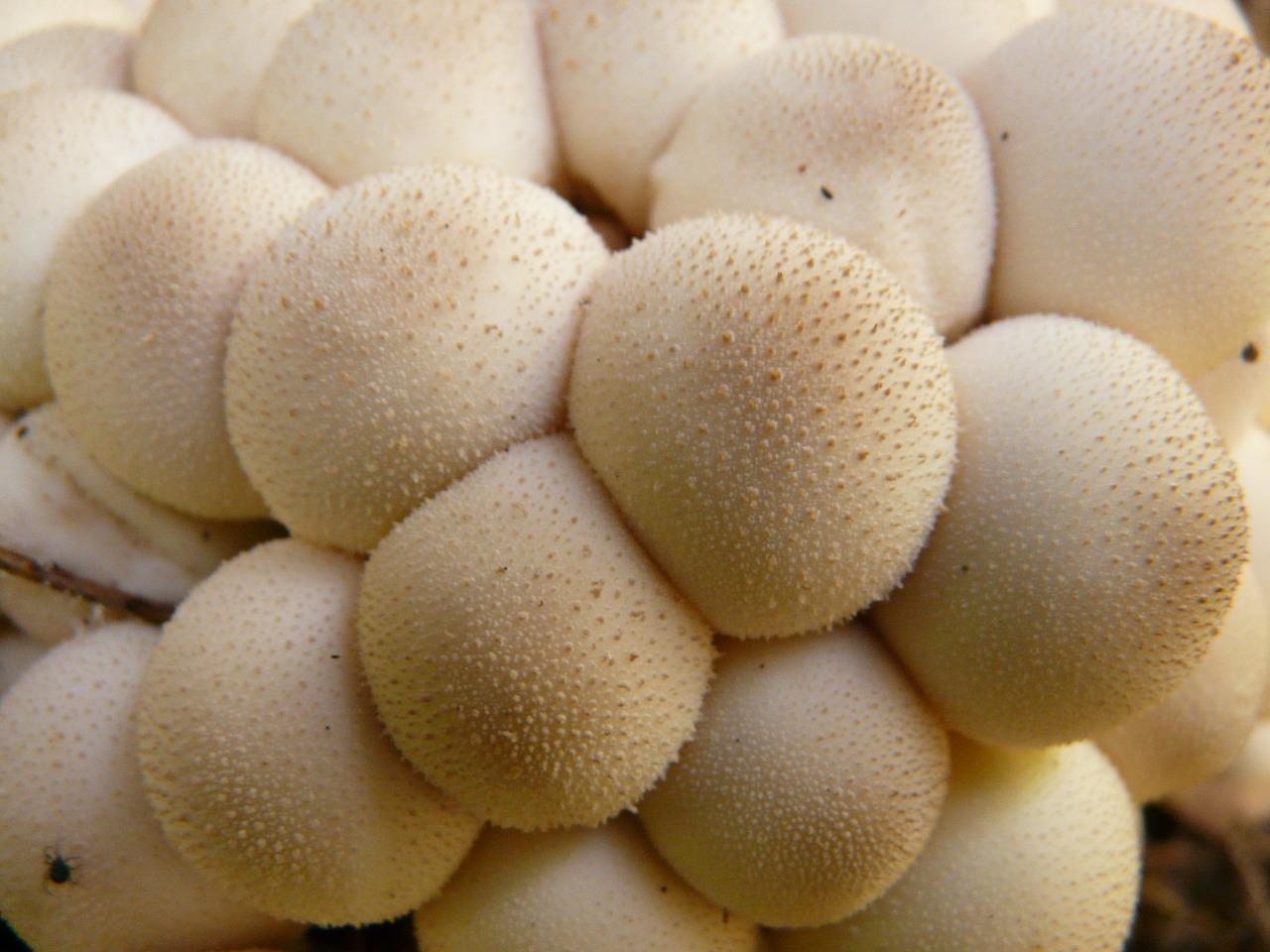 mushroom bovist mushroom dust free photo