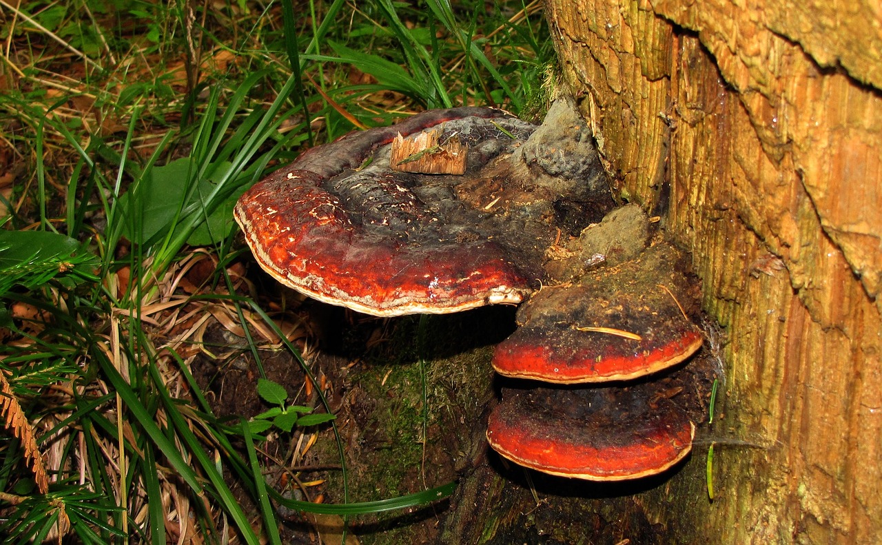 mushroom black forest wood free photo