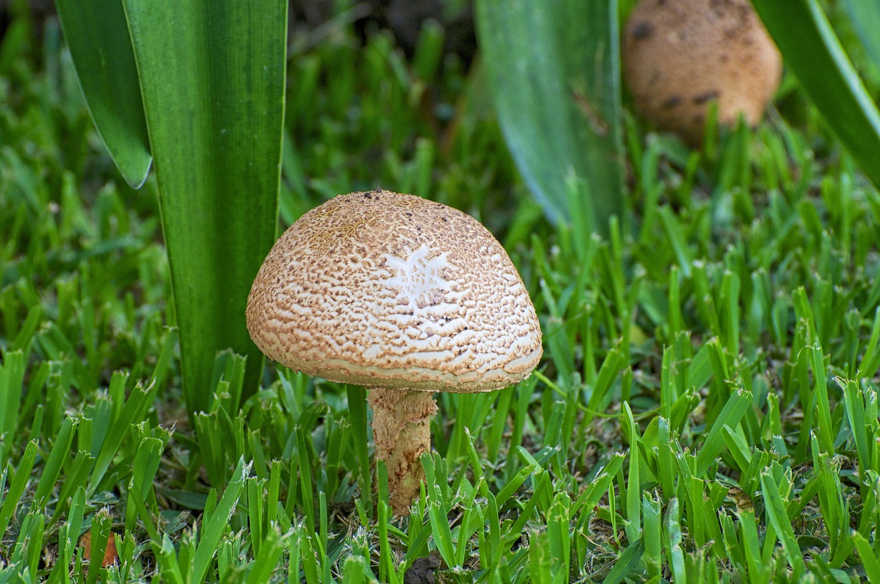 mushroom tropical nature free photo