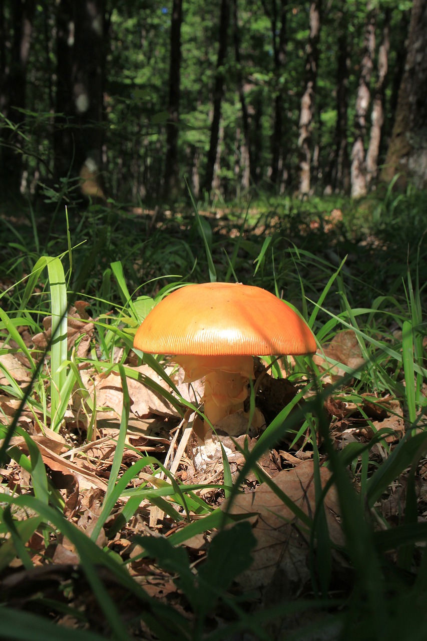 mushroom fungus natural free photo