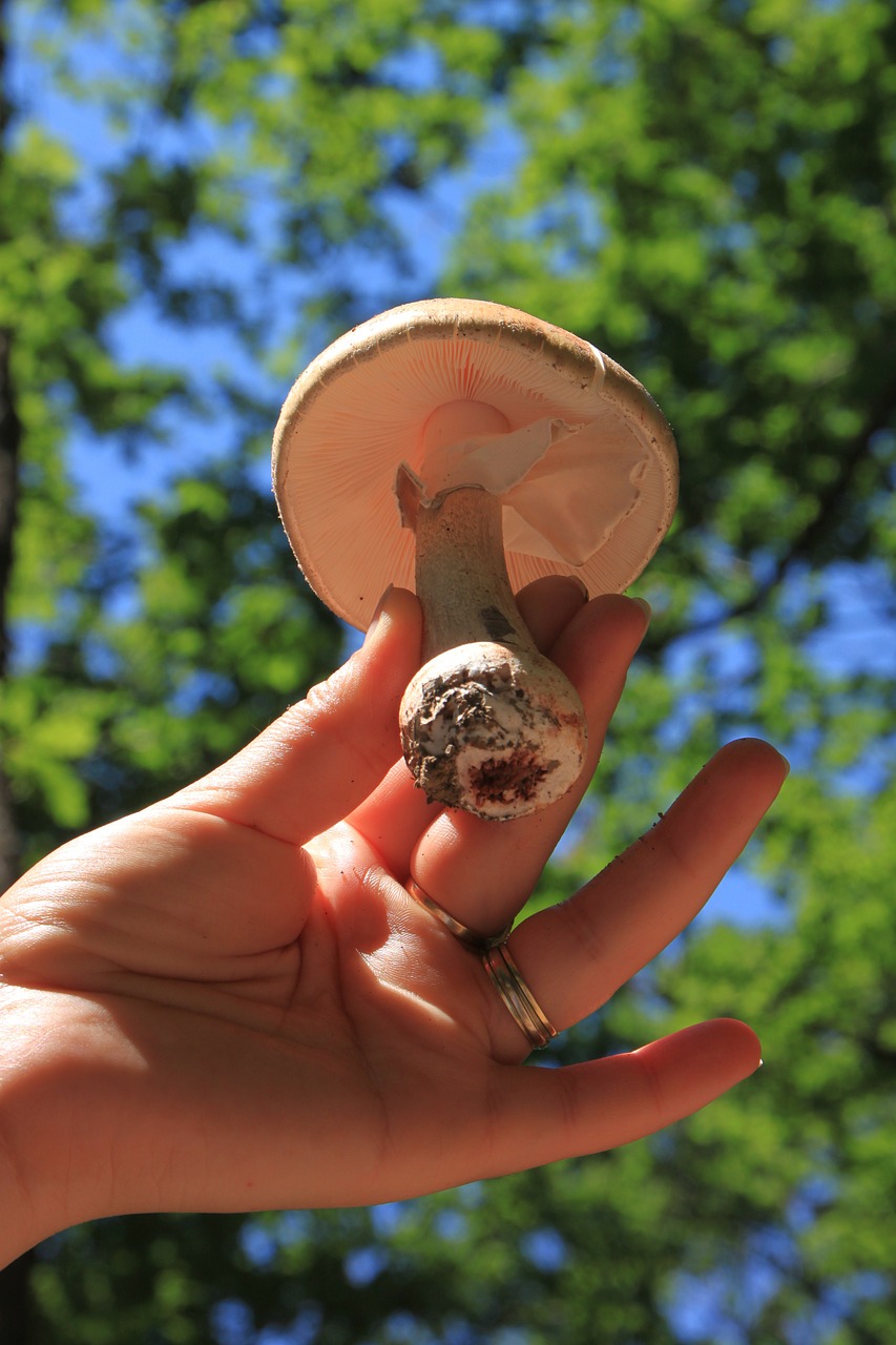 mushroom holding hold free photo
