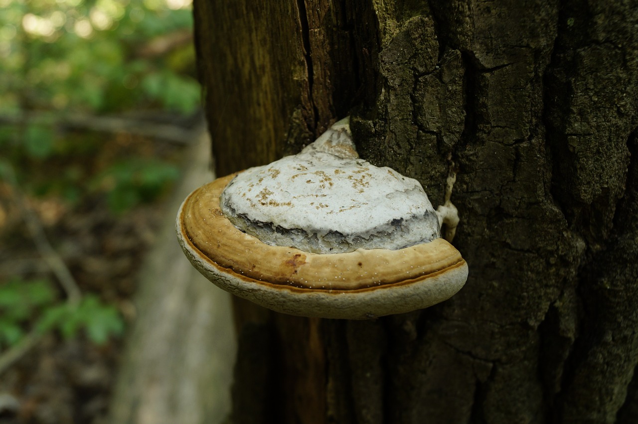 mushroom wood forest free photo