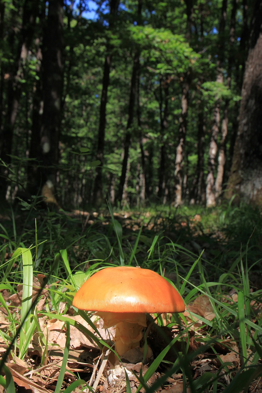mushroom fungi floor free photo