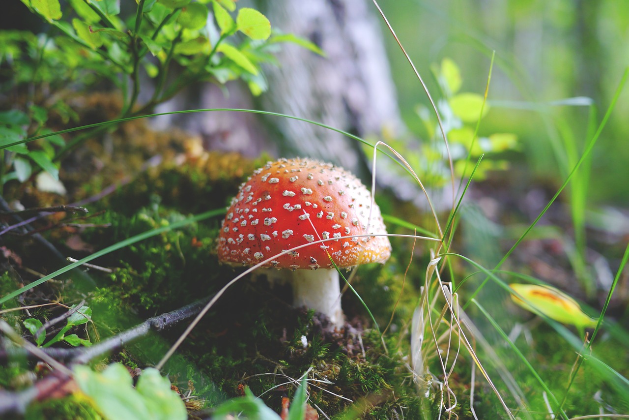 mushroom forest toxic free photo