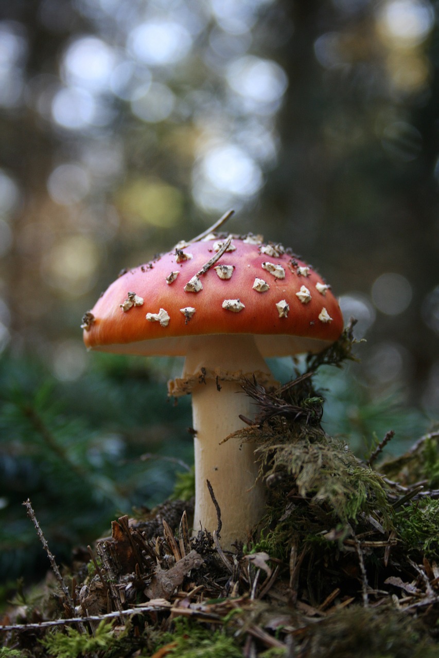 mushroom fly agaric forest free photo