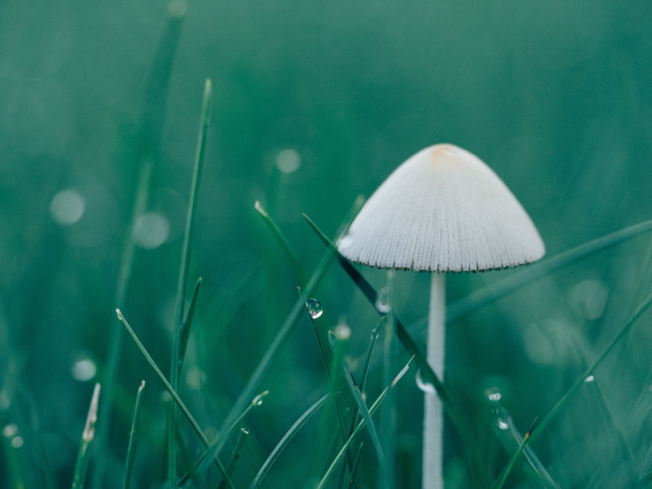 mushroom macro wet free photo