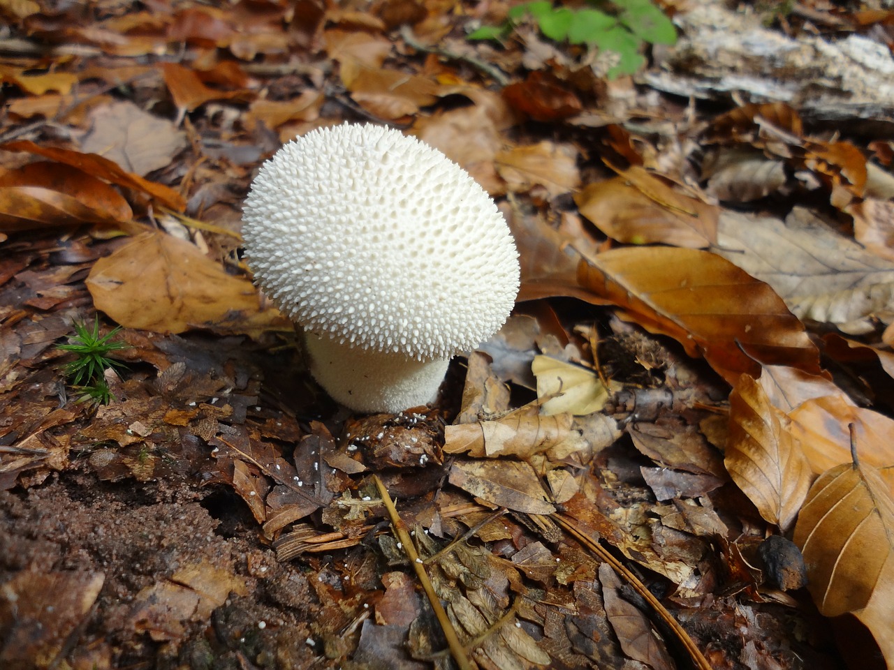 mushroom bovist forest free photo