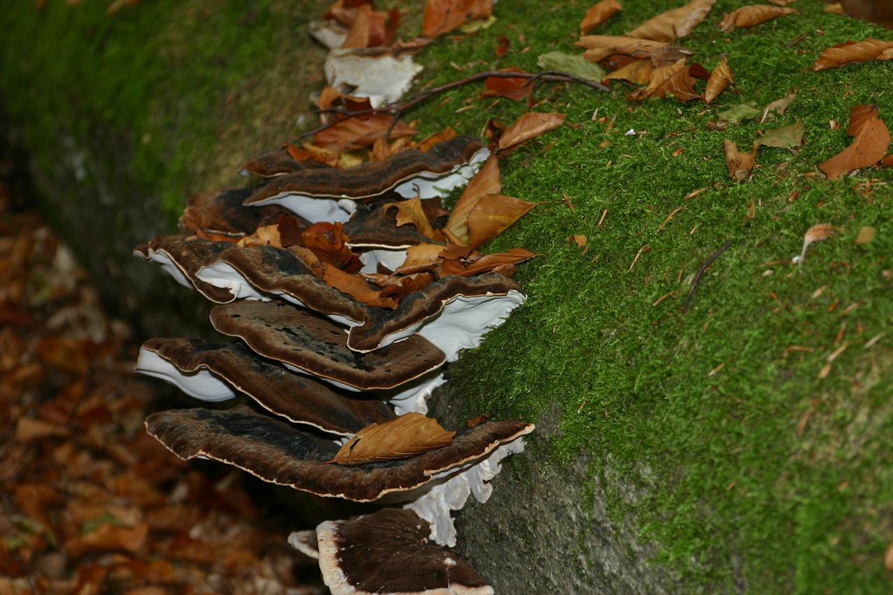 mushroom hub nature free photo