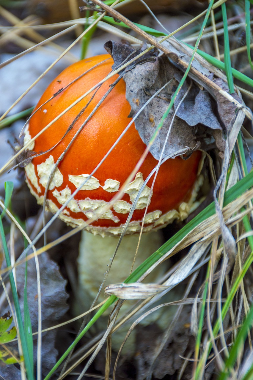 mushroom amanita autumn free photo