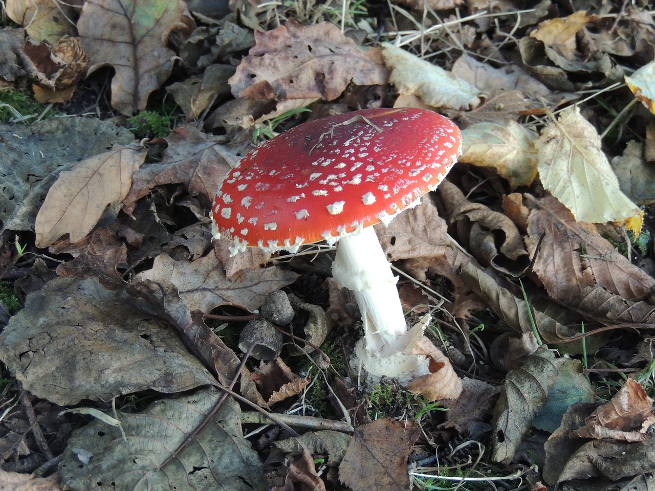 mushroom forest nature free photo