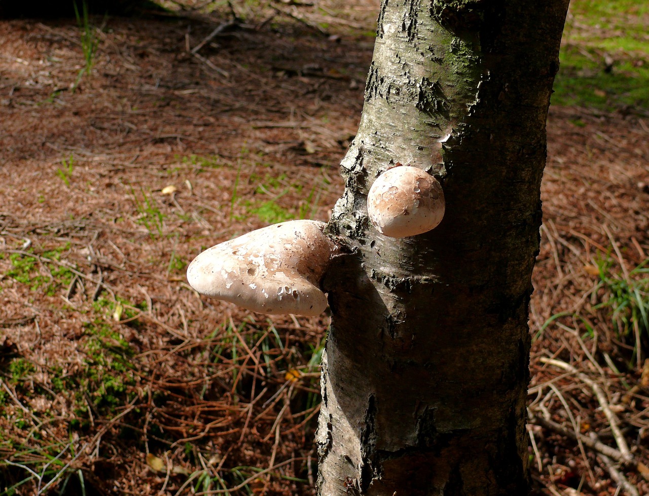 mushroom beige forest free photo