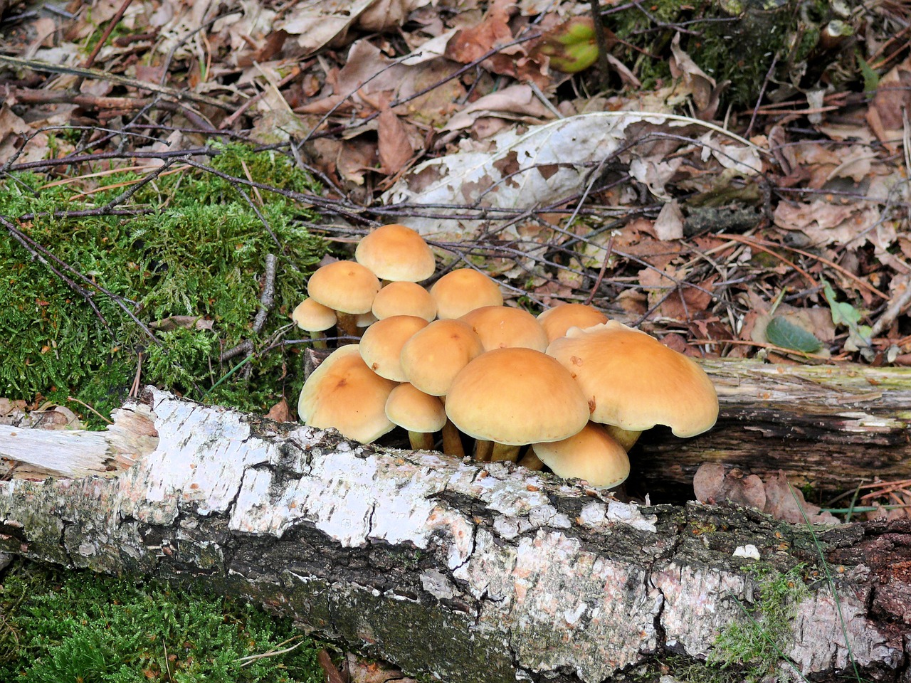 mushroom tree beige free photo