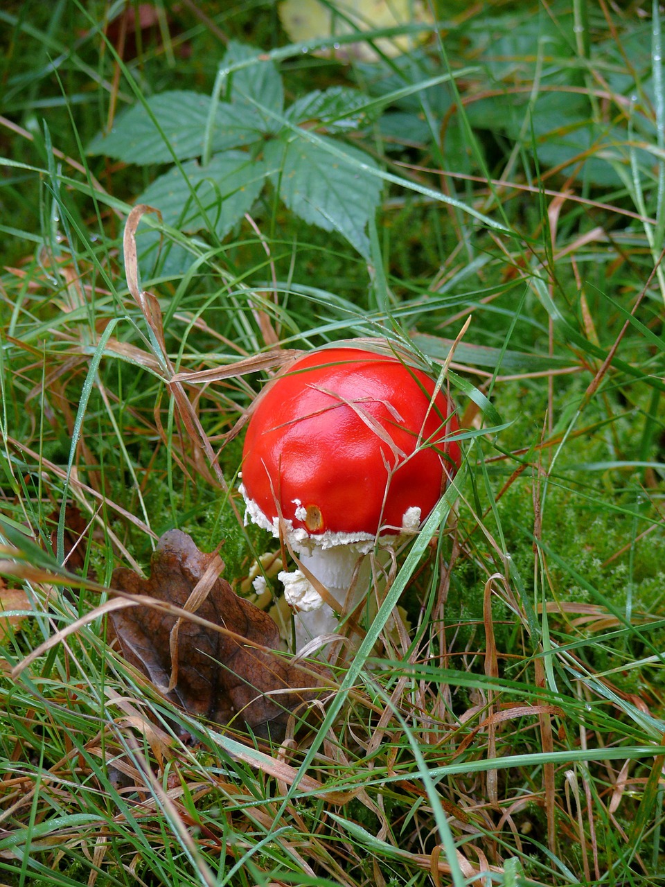 mushroom tree red free photo