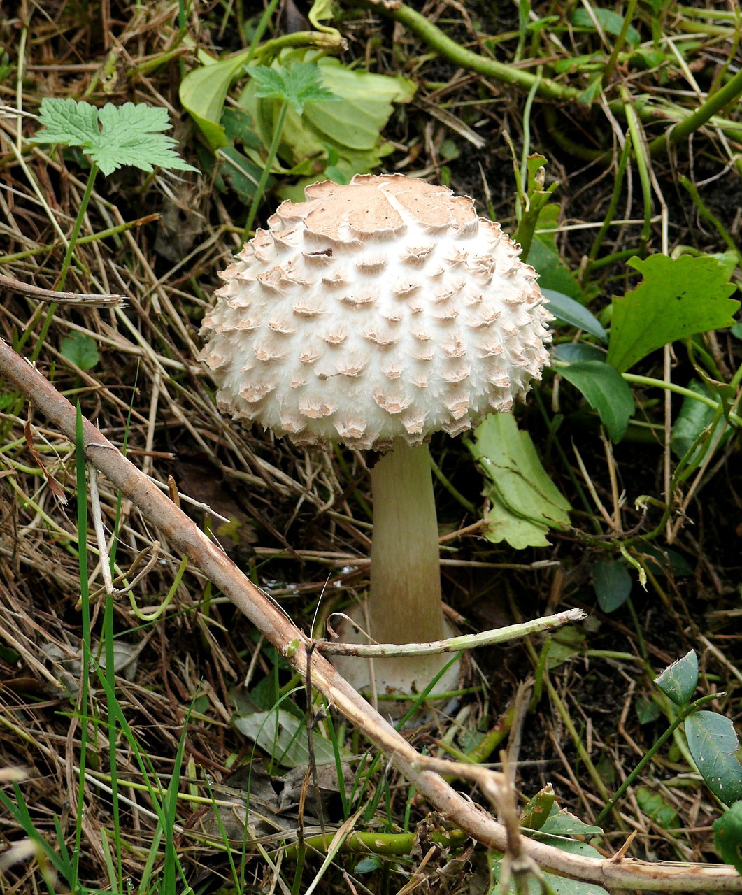 mushroom tree beige free photo