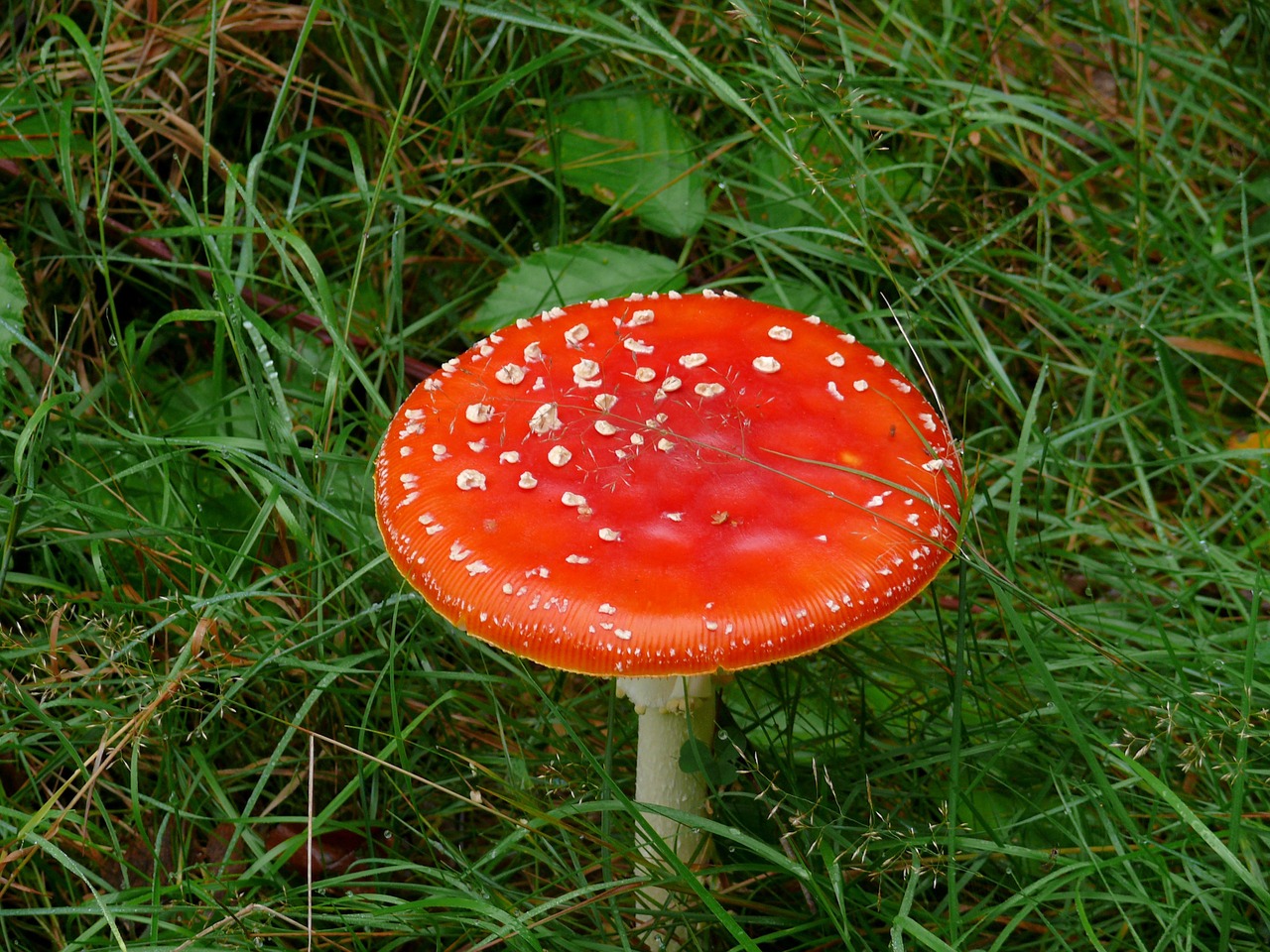 mushroom fly agaric red free photo