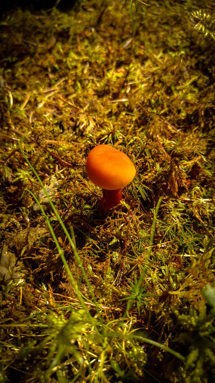 mushroom moss nature free photo