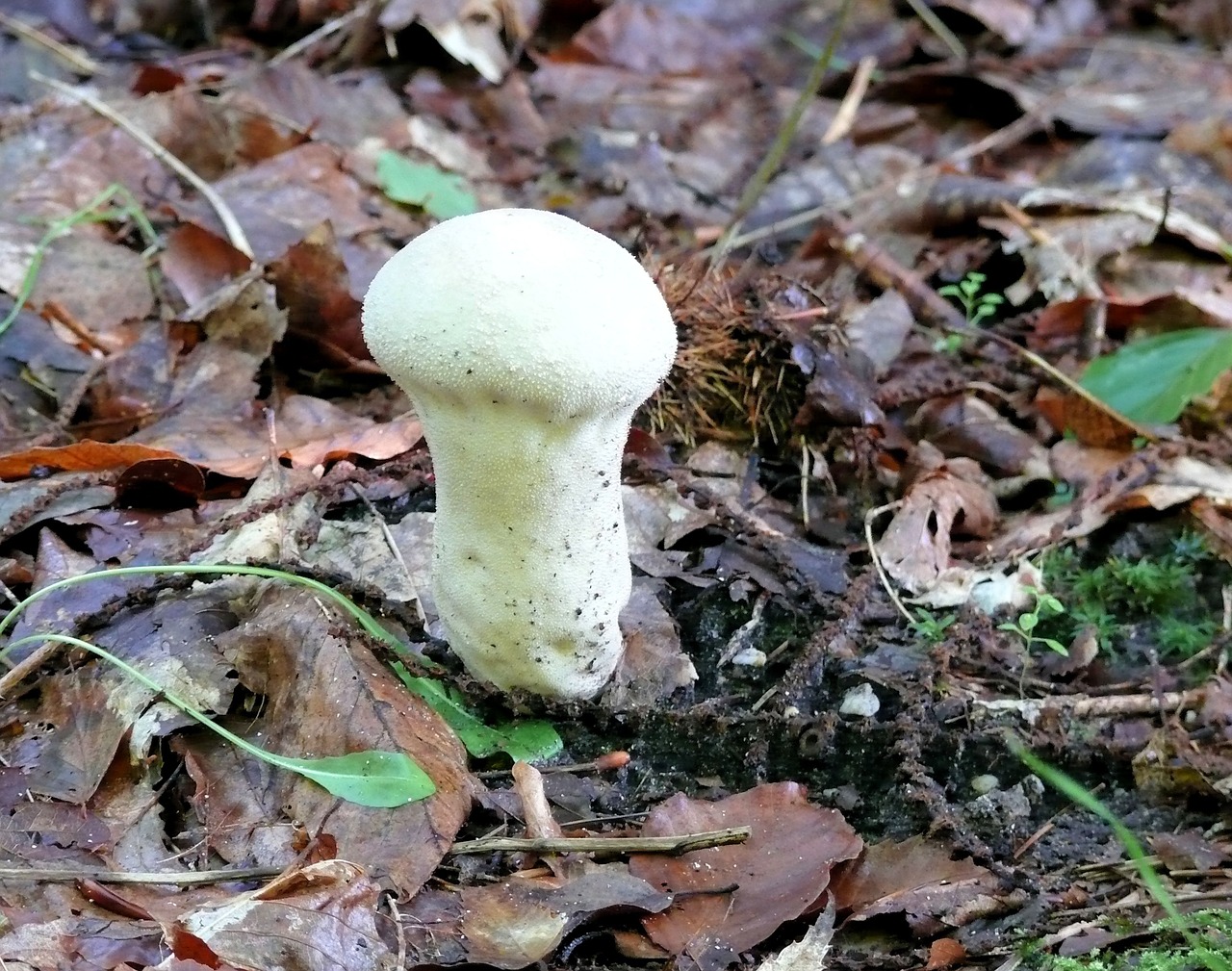 mushroom agaric white free photo