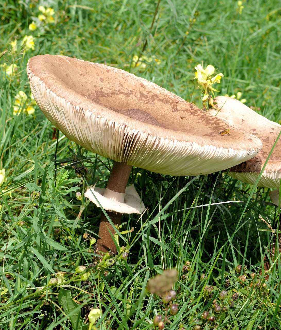 mushroom agaric beige free photo