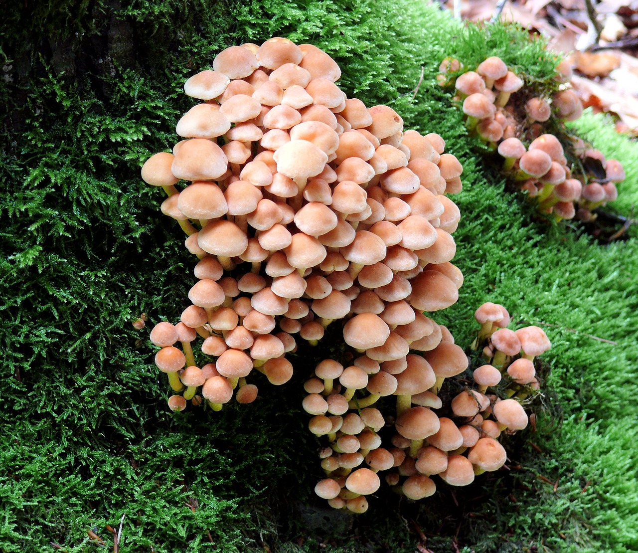 mushroom agaric beige free photo