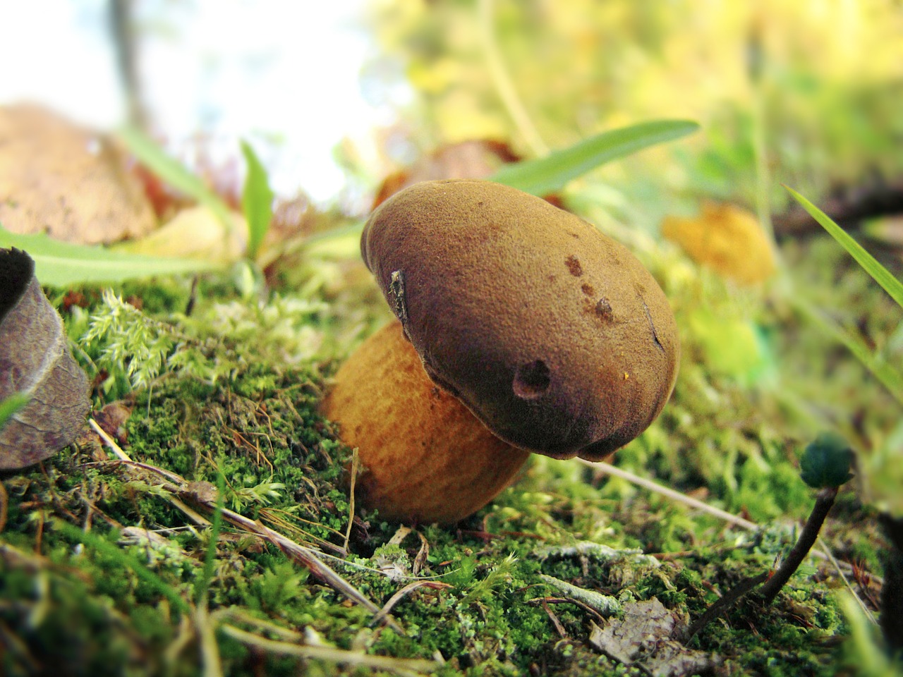 mushroom moss nature free photo