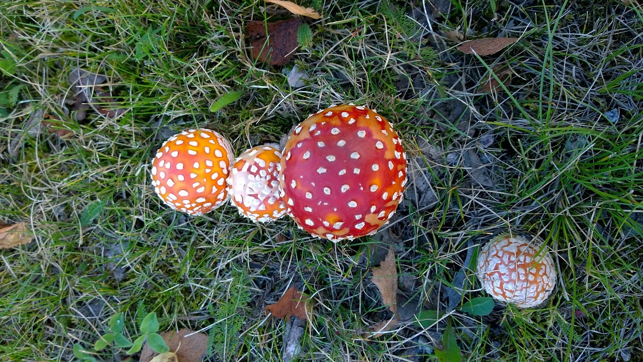 mushroom fly agaric nature free photo