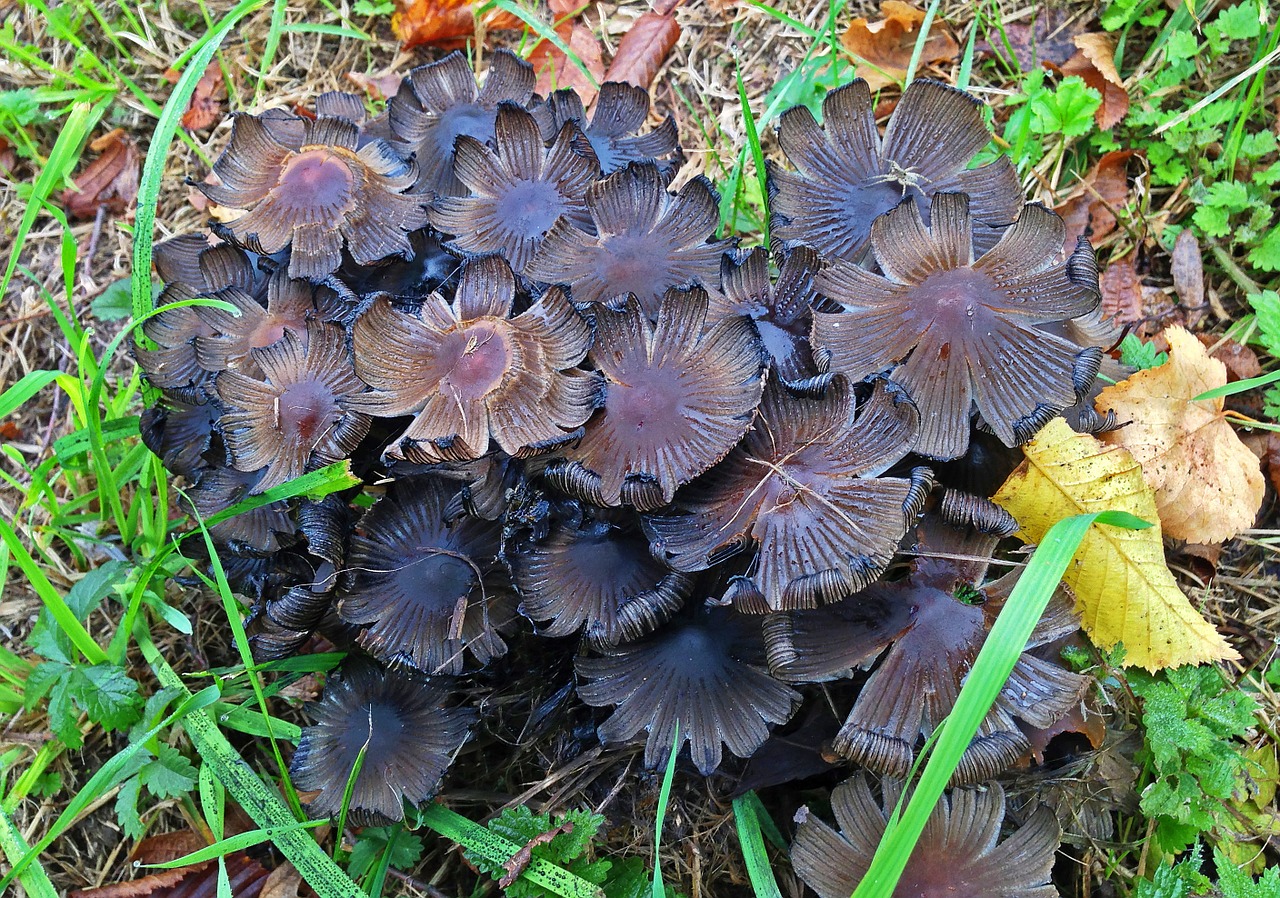 mushroom nature autumn free photo