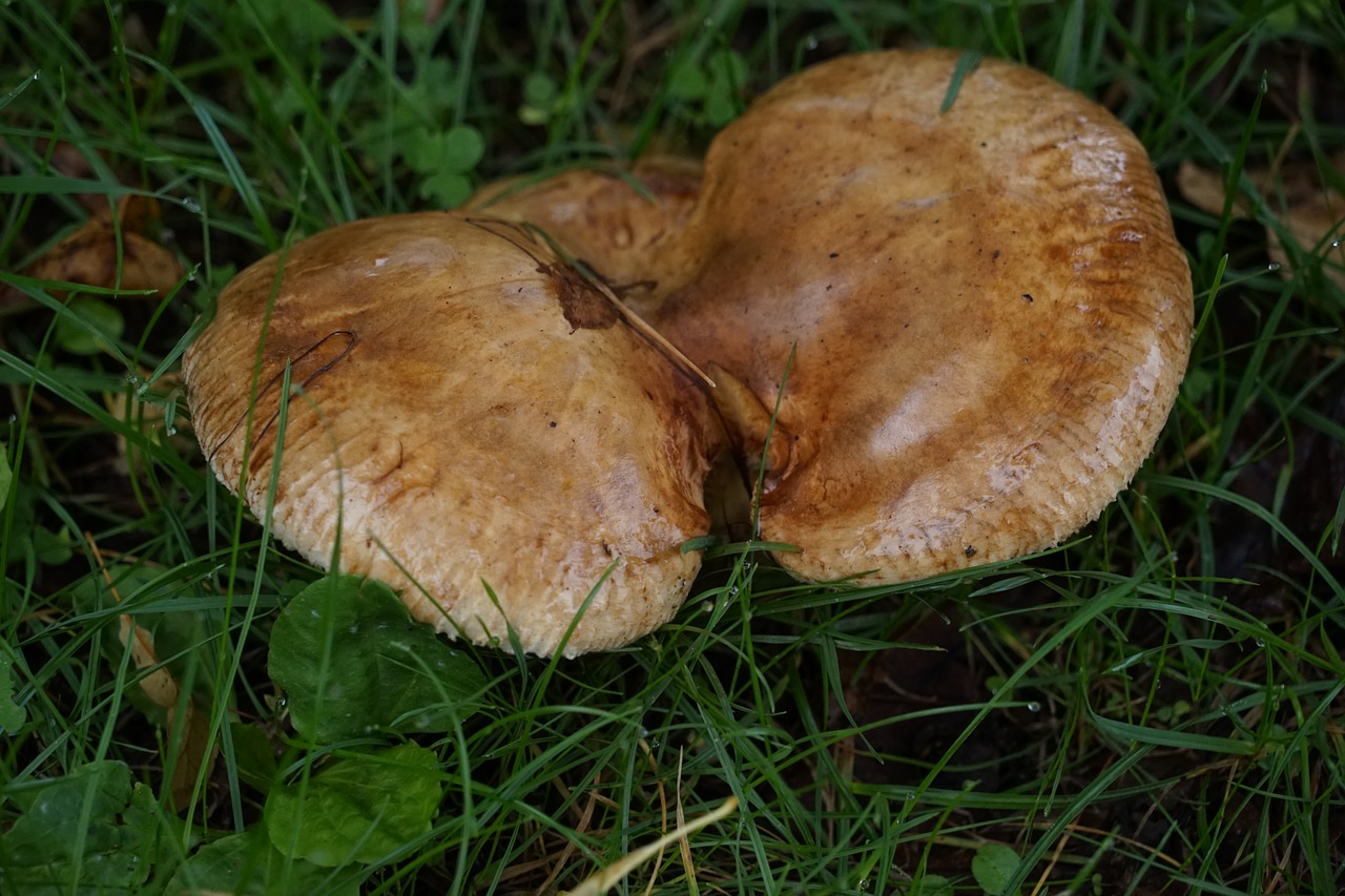 mushroom meadow plant free photo