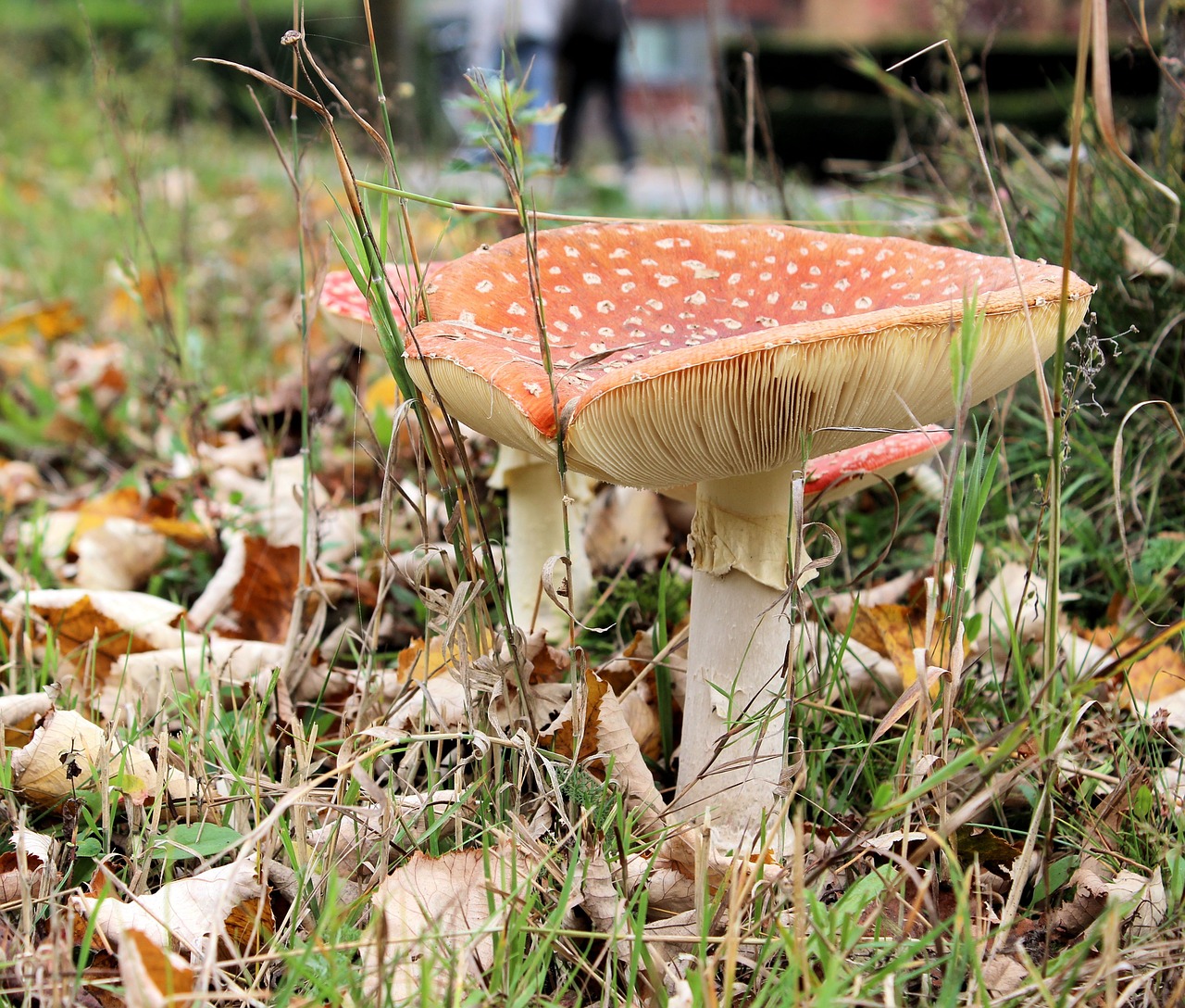 mushroom red with white dots autumn free photo