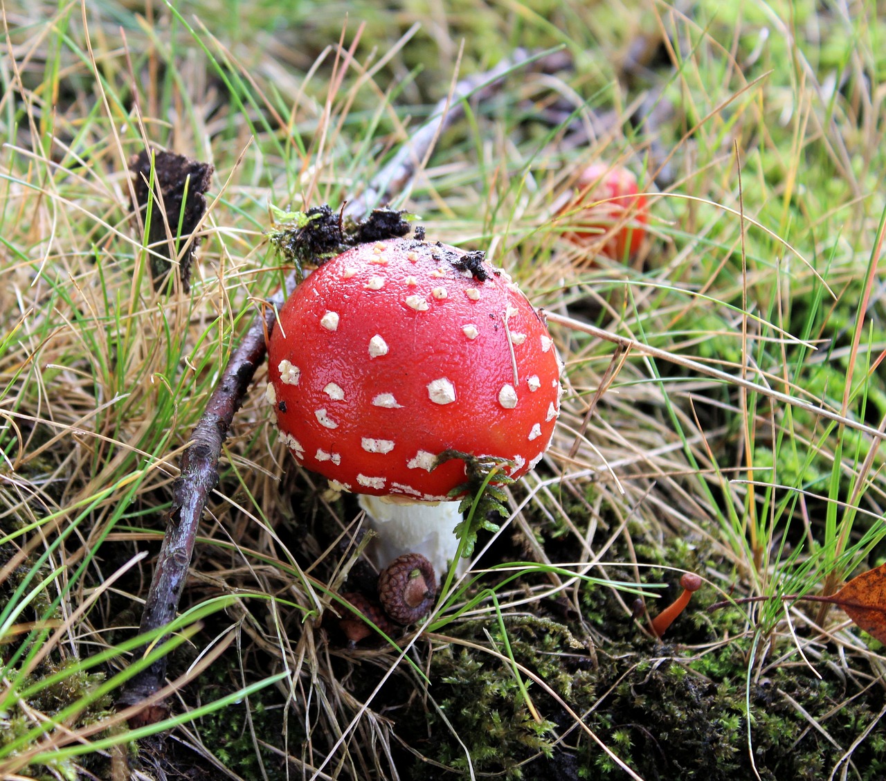 mushroom red with white dots autumn free photo