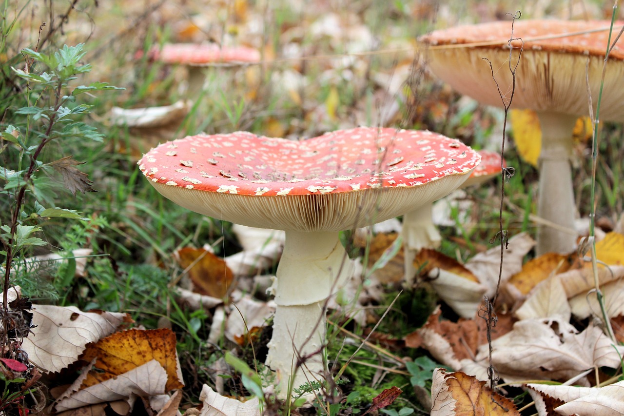 mushroom red with white dots autumn free photo