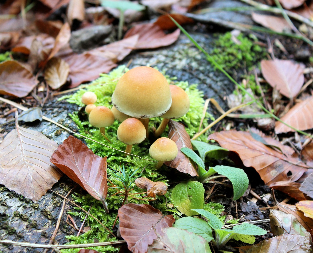 mushroom autumn agaric free photo