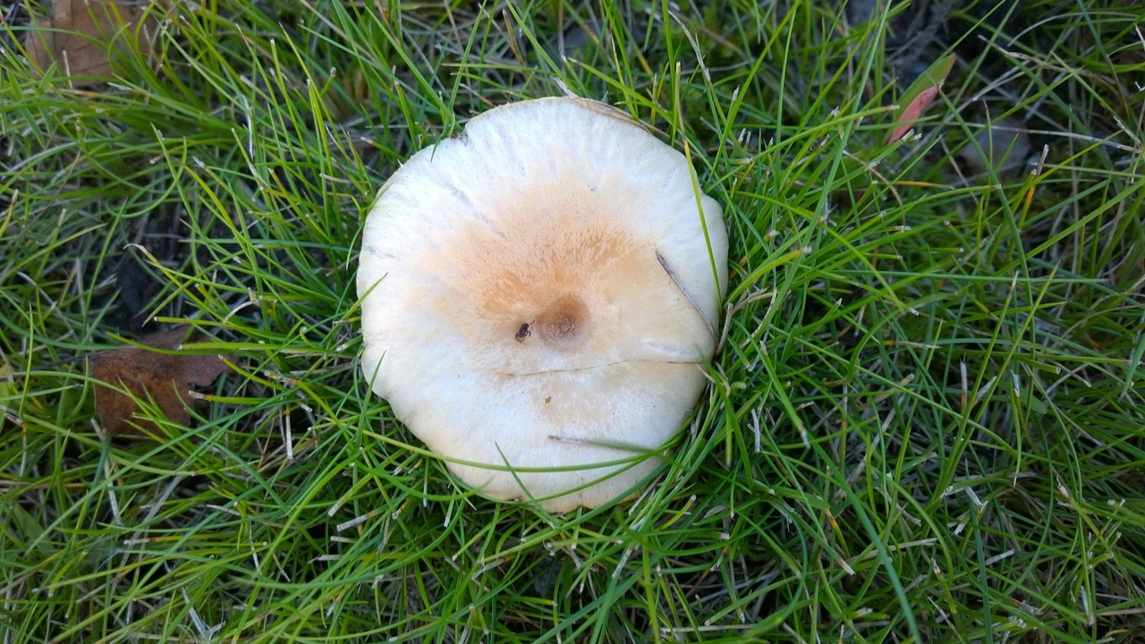 mushroom grass leaf free photo