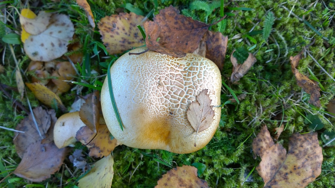 mushroom moss leaf free photo