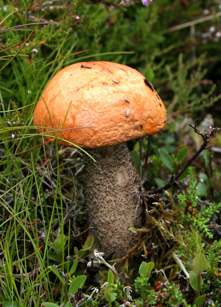 mushroom autumn forest free photo