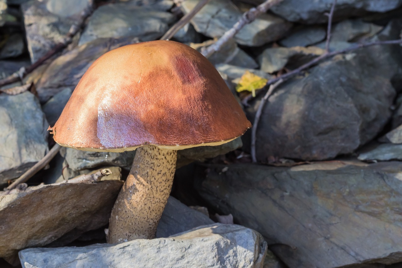 mushroom stones forest free photo