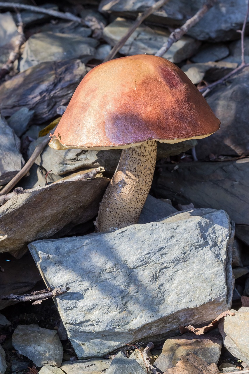 mushroom stones forest free photo
