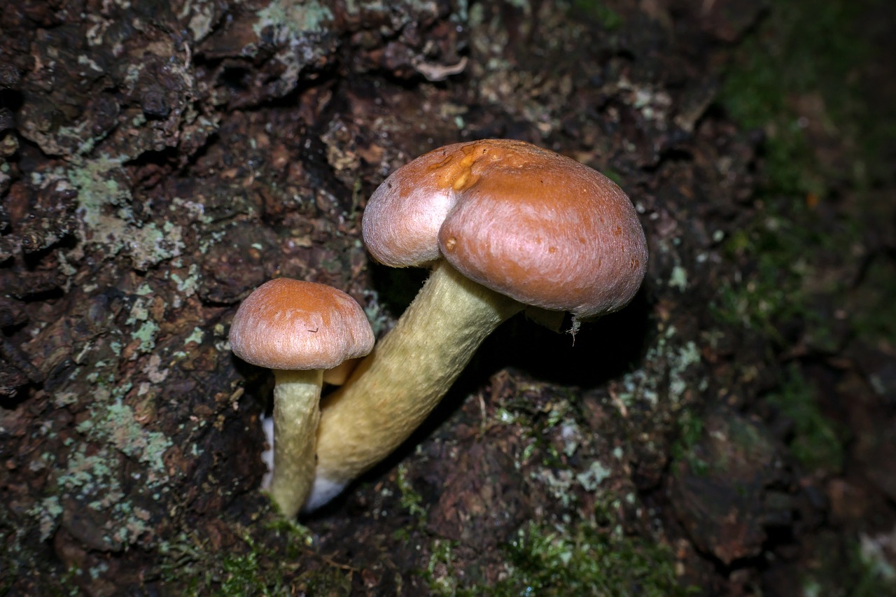 mushroom autumn hypholoma sublateritium free photo