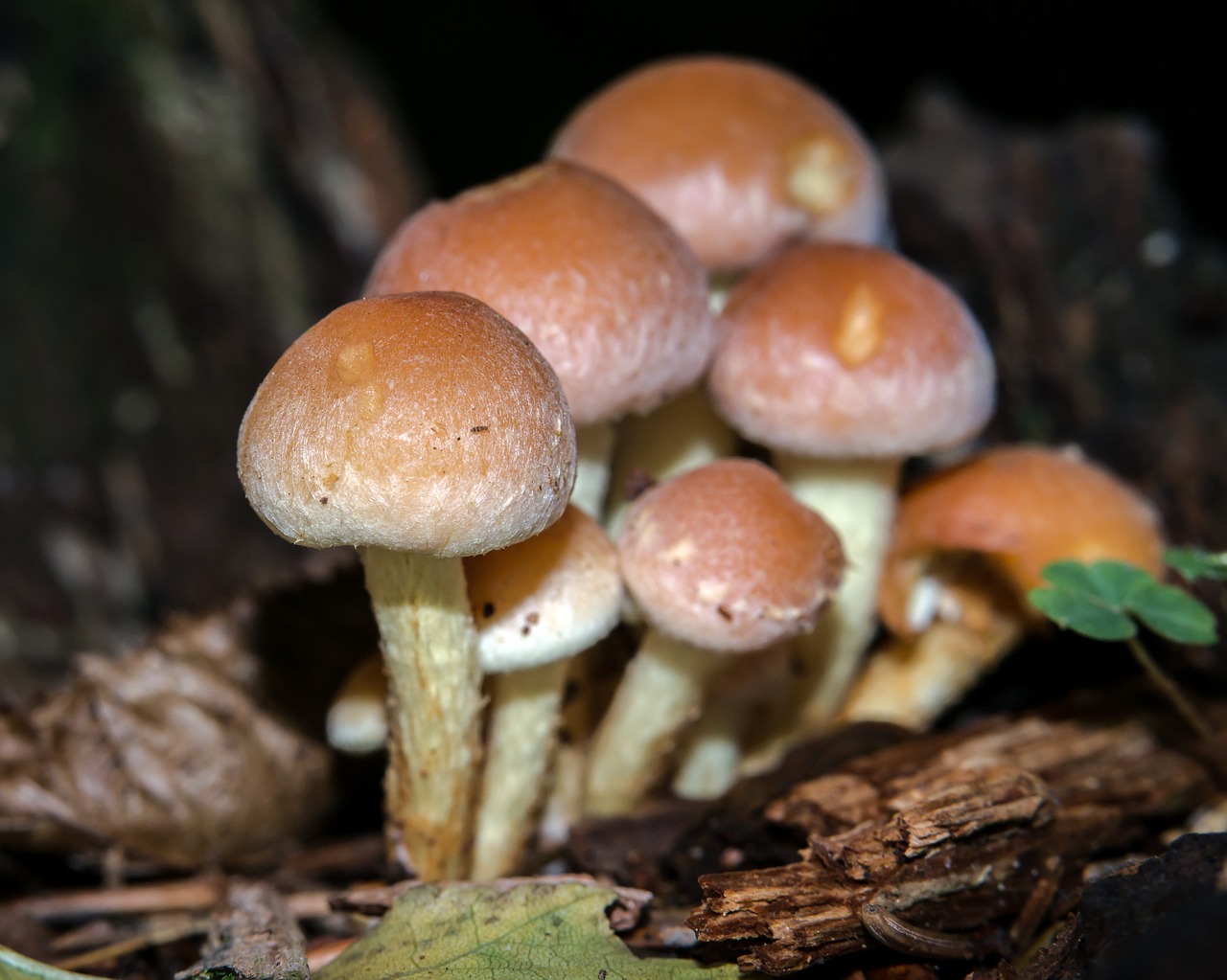 mushroom autumn hypholoma sublateritium free photo