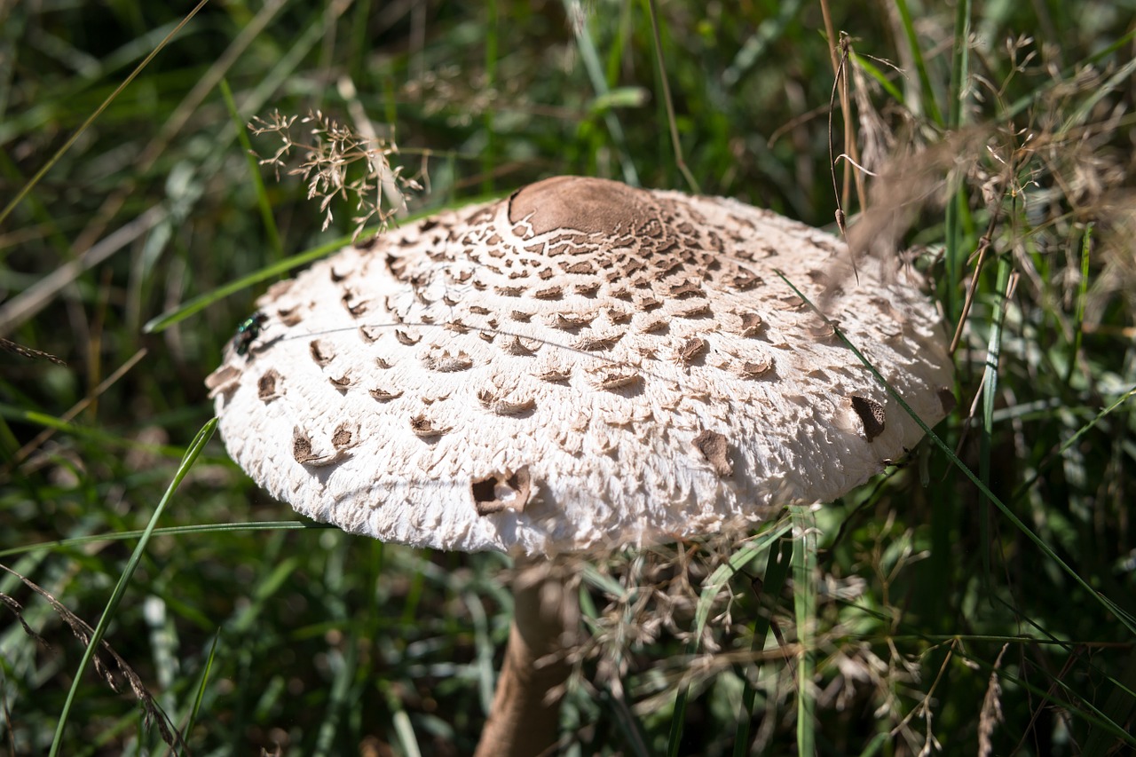 mushroom autumn parasol free photo
