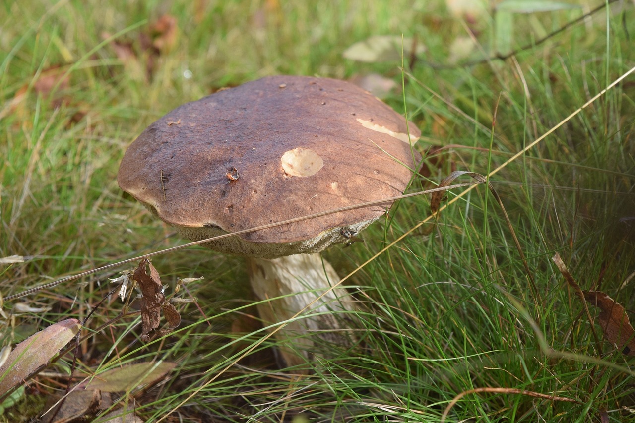 boletus mushroom nature free photo
