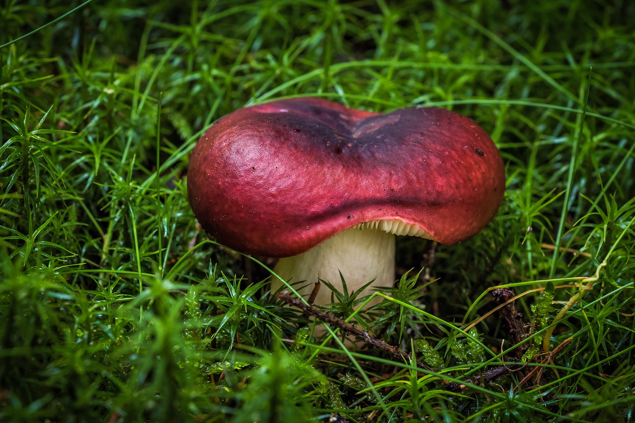 mushroom hatter spore free photo